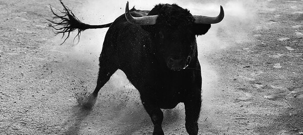 Stier