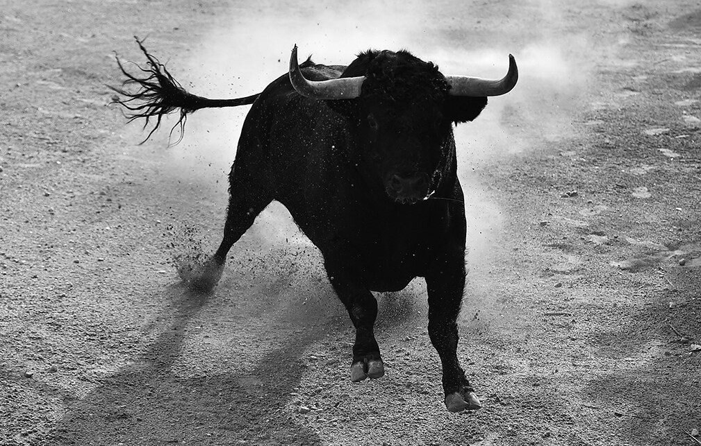 Stier