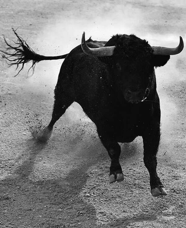 Stier