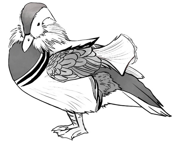 Illustration einer Mandarin-Ente