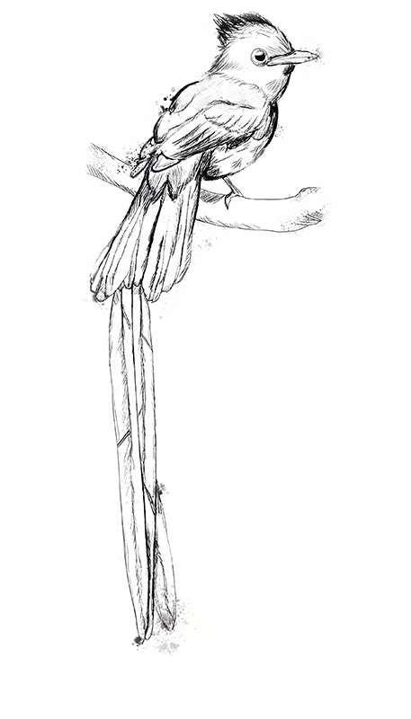 Schwarz-weiß-Zeichnung eines Paradiesschnäppers, eines Vogels aus Asien mit sehr langen Schwanzfedern.
