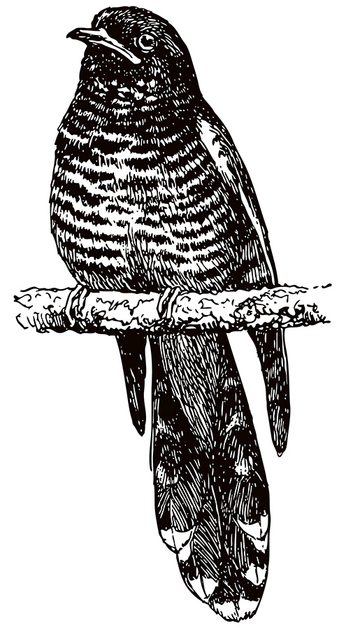 Illustration eines Kuckucks